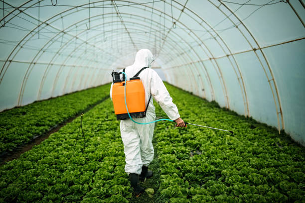 Best Local Pest Control Services  in Weslaco, TX
