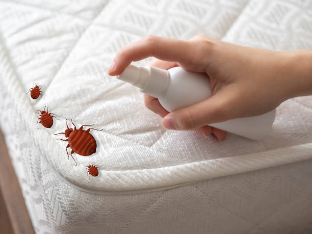 Best Emergency Pest Control  in Weslaco, TX