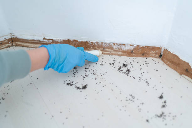 Best Affordable Pest Control Services  in Weslaco, TX